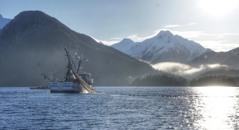 Portion of Kodiak Sac Roe Herring Fishery Temporarily Shut Down for Lack of Fish